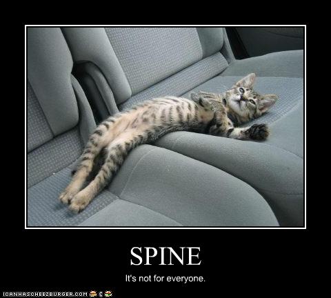 funny-pictures-cat-has-no-spine.jpg