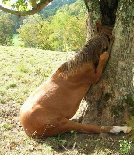 Horse Gets Head Stuck In Tree1.jpg