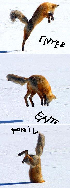 snow-diving-fox.jpg